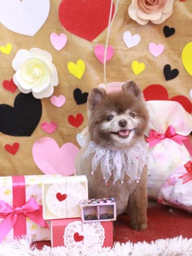 20230214クッキーくん